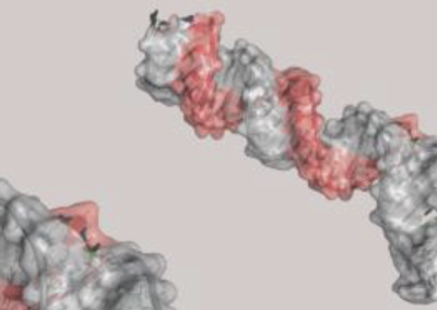 “The biology is complex, but not intractable”